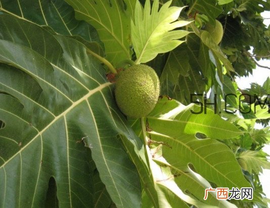 猴面包树和面包树是同一种植物吗？猴面包树能在北方种植吗