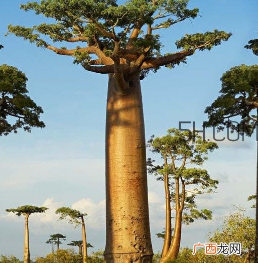 猴面包树和面包树是同一种植物吗？猴面包树能在北方种植吗