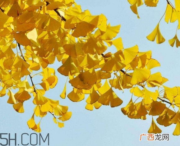 银杏树多久结一次果？银杏树能活多久
