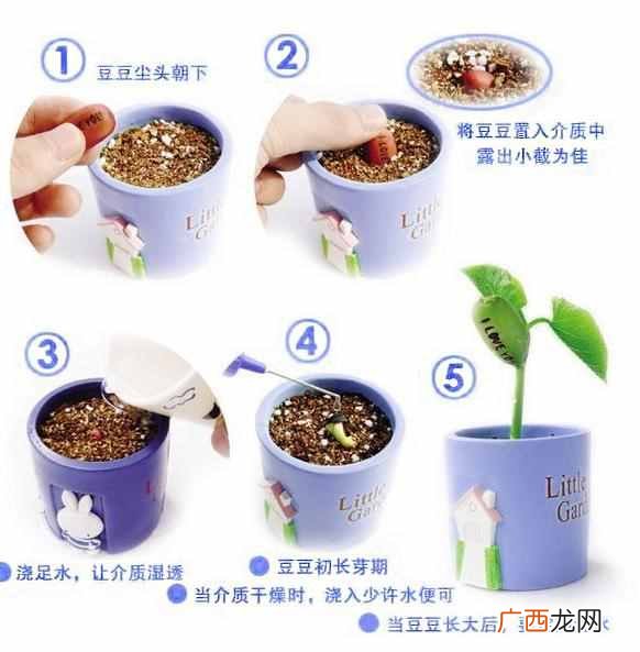 魔豆怎么种植？你的魔豆种活了么，种植有技巧