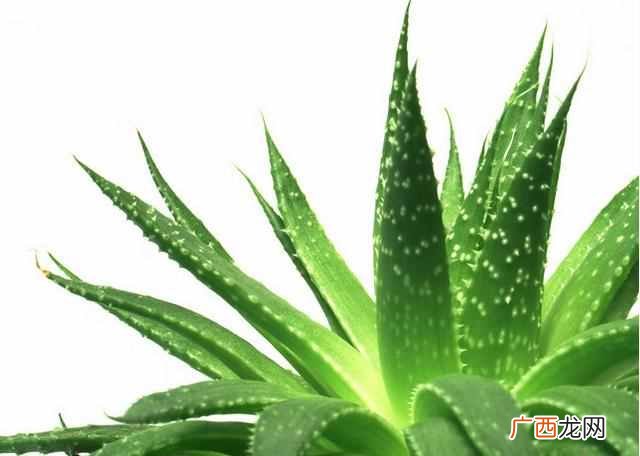 怎么能快速祛斑的方法，土方法效果杠杠滴