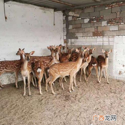 哪种鹿可以人工饲养 人工养殖鹿的生长环境