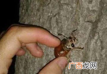 养殖爬拉猴卵在哪里买 人工养殖爬拉猴