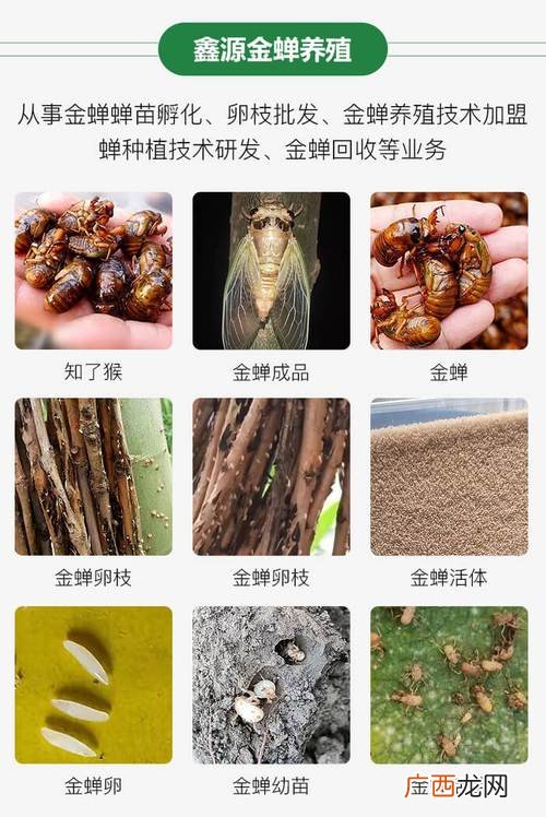 蚂蚱一生多长时间 人工养殖爬蚱得多久