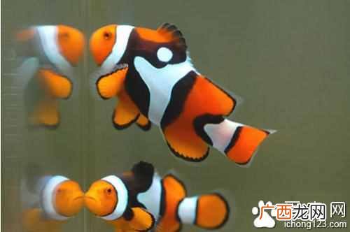 小丑鱼怎么养?新手饲养小丑鱼的方法