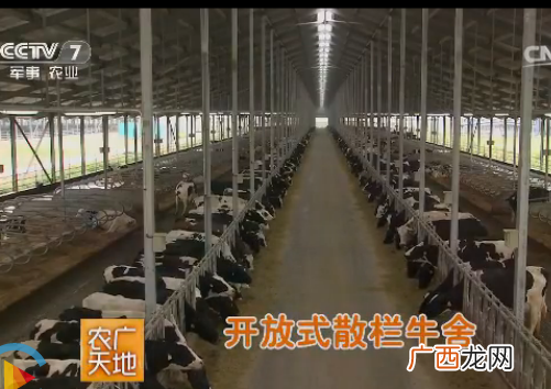 养殖定位栏 散栏式养殖