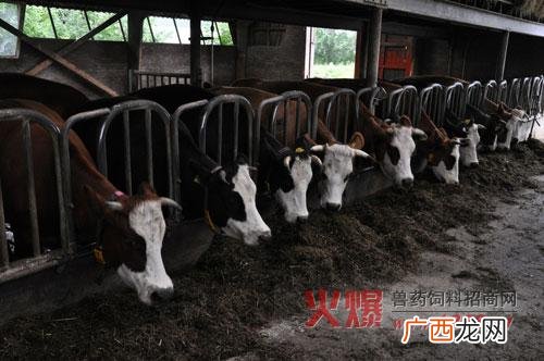 养殖定位栏 散栏式养殖