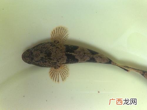 沙塘鳢怎么繁殖 沙塘鳢养殖使用技术