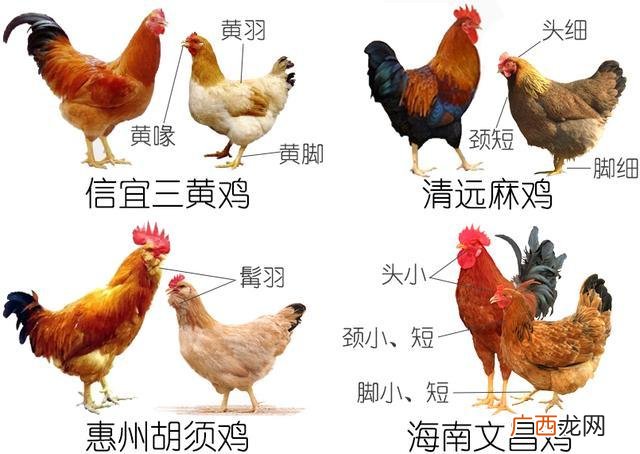山地养土鸡围栏怎么做 山地鸡养殖图片