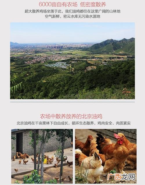 山地养土鸡围栏怎么做 山地鸡养殖图片