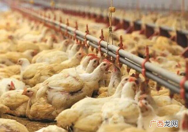 山地养土鸡围栏怎么做 山地鸡养殖图片