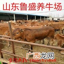 山东哪家牛养殖场最好 山东和牛养殖场