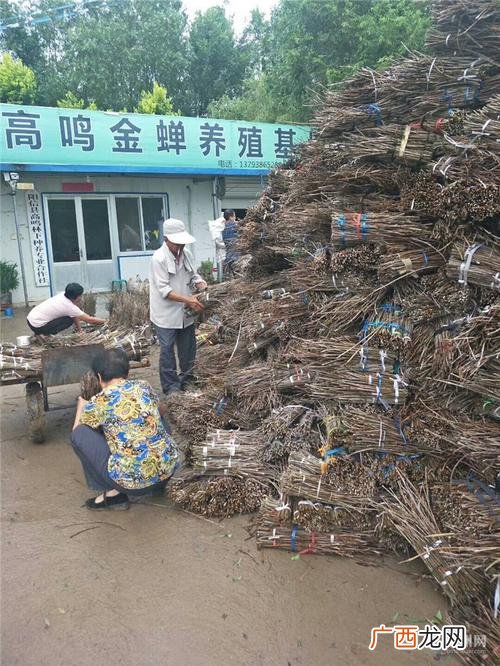 青岛金蝉养殖基地 山东养殖金蝉基地在哪