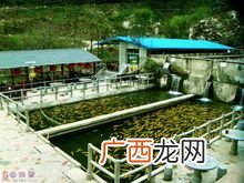 虹鳟鱼怎么吃 陕西红鳟鱼养殖基地
