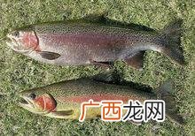 虹鳟鱼怎么吃 陕西红鳟鱼养殖基地