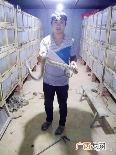 人工养殖的蛇 蛇类养殖证