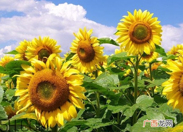向日葵的作用是什么？向日葵有香味吗
