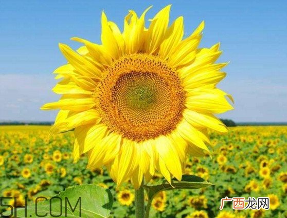 向日葵什么时候开花？向日葵什么时候成熟