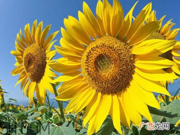 向日葵什么时候开花？向日葵什么时候成熟
