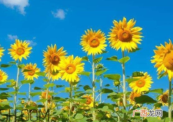向日葵什么时候凋谢？向日葵的精神是什么