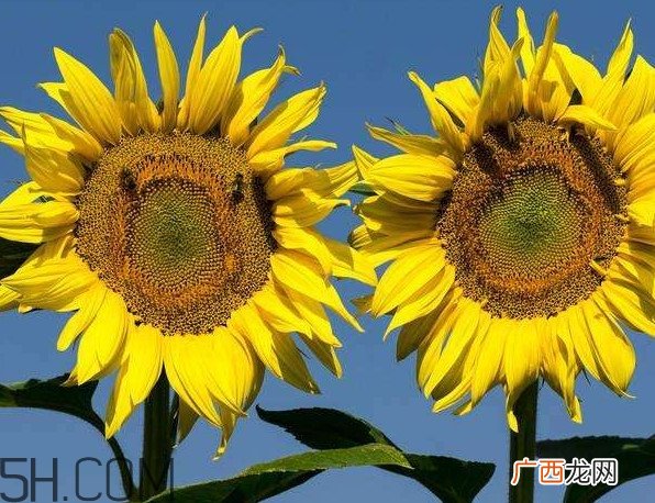 向日葵什么时候凋谢？向日葵的精神是什么