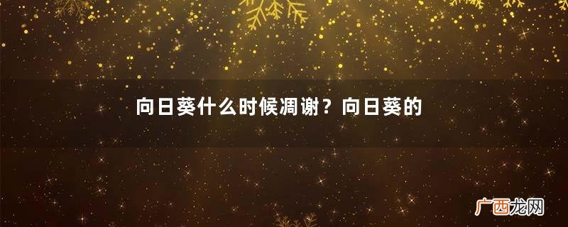 向日葵什么时候凋谢？向日葵的精神是什么