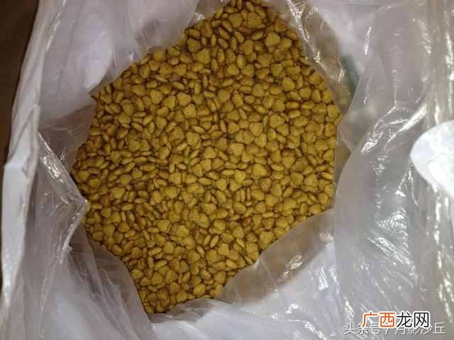 狗粮怎么喂？正确喂法以及注意事项