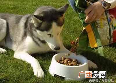 狗粮怎么喂？正确喂法以及注意事项