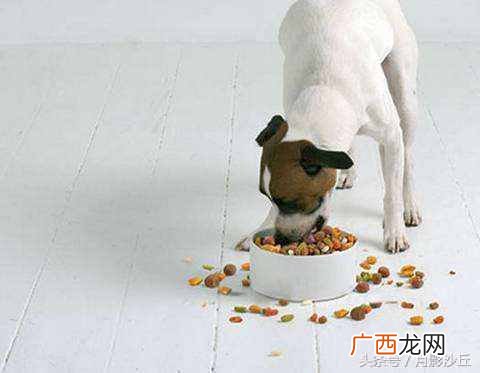 狗粮怎么喂？正确喂法以及注意事项
