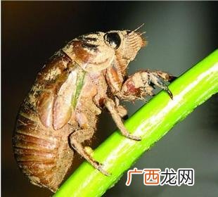 种什么果树养金蝉好 桃树适合养殖金蝉吗