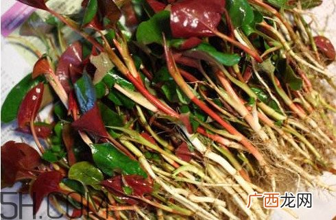 鱼腥草有马兜铃酸吗？马兜铃酸的功效与作用