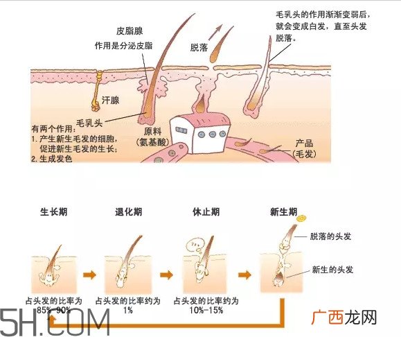 秃顶了还能长出头发吗？秃顶和性欲太强是不是有关