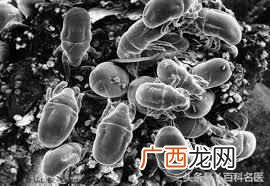 过敏性鼻炎怎么办？根治有妙招