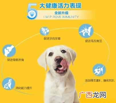 宝路幼犬狗粮怎么样？教你正确挑选狗粮