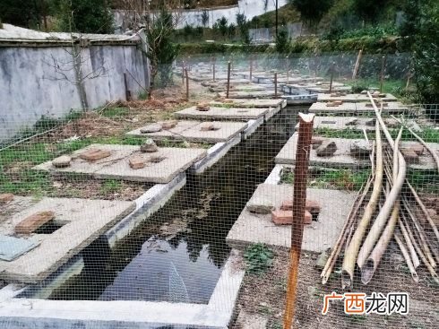 养殖的娃娃鱼吃违法吗 娃娃鱼在那养殖