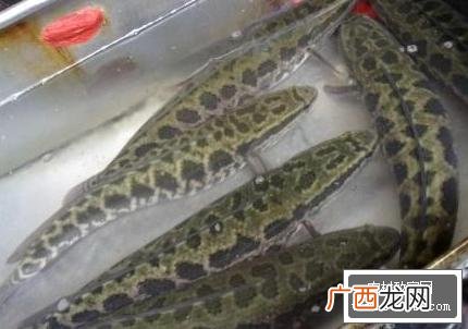 一亩黑鱼养殖成本 网箱黑鱼的养殖周期