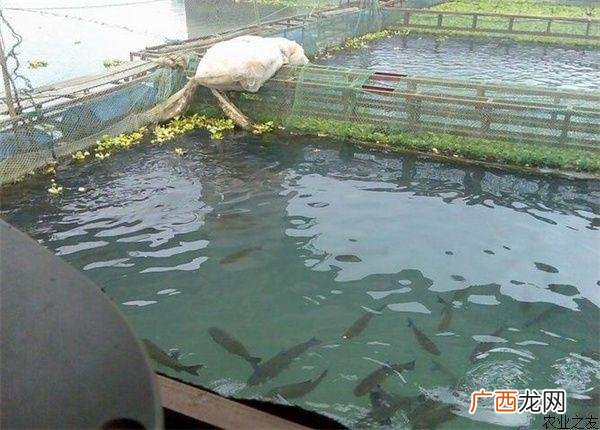 一亩黑鱼养殖成本 网箱黑鱼的养殖周期