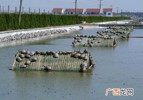 江团鱼怎么养殖长得快 团鱼养殖池
