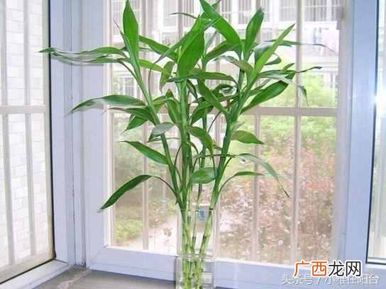富贵竹发黄怎么办？一招快速变绿