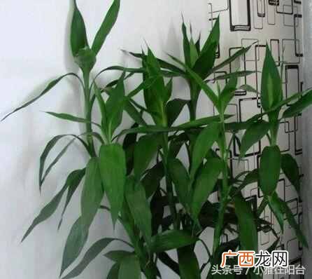富贵竹发黄怎么办？一招快速变绿