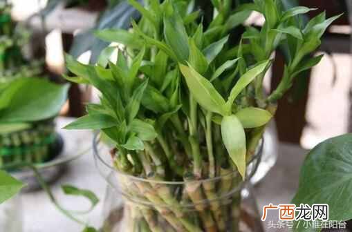 富贵竹发黄怎么办？一招快速变绿