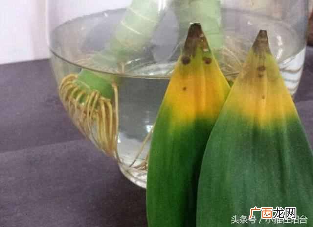 富贵竹发黄怎么办？一招快速变绿