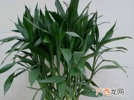 富贵竹发黄怎么办？一招快速变绿