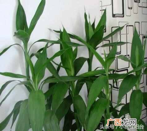 富贵竹发黄怎么办？一招快速变绿