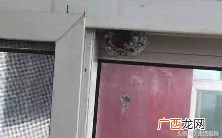怎么捅马蜂窝？最正确的捅马蜂窝的方法
