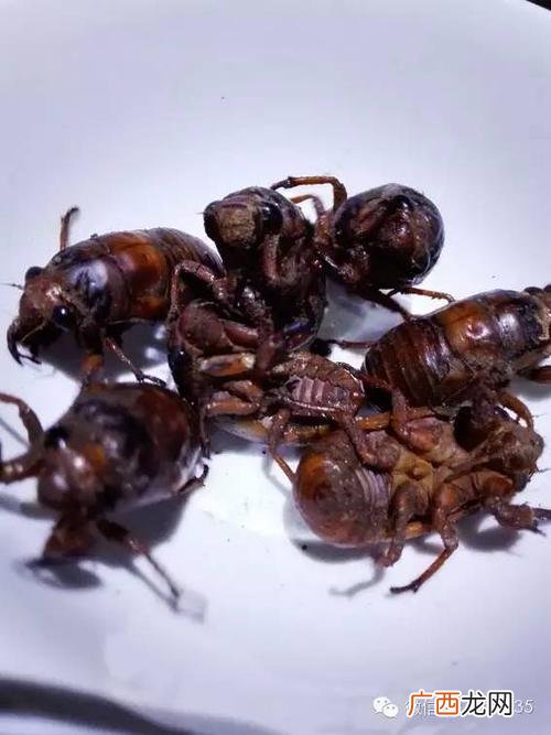 溜哥水烟壶 养殖姐溜猴技术