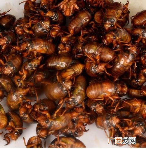 溜哥水烟壶 养殖姐溜猴技术