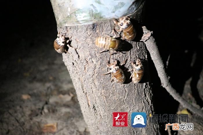 一亩养殖金蝉多少斤 养殖金蝉的地面要求吗