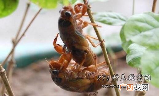 一亩养殖金蝉多少斤 养殖金蝉的地面要求吗