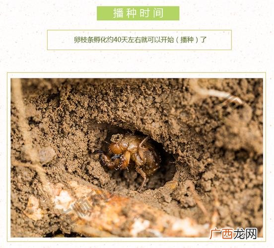 一亩养殖金蝉多少斤 养殖金蝉好吃吗